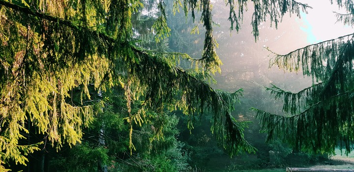 Black forest Germany