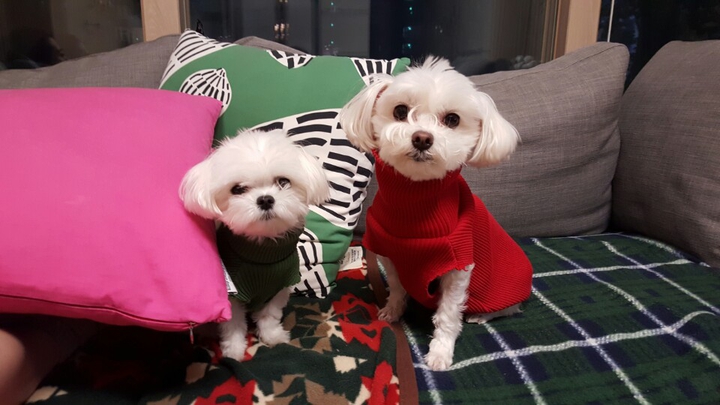 puppies