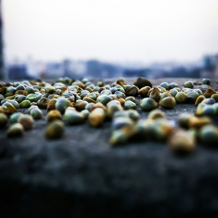 Bird food...