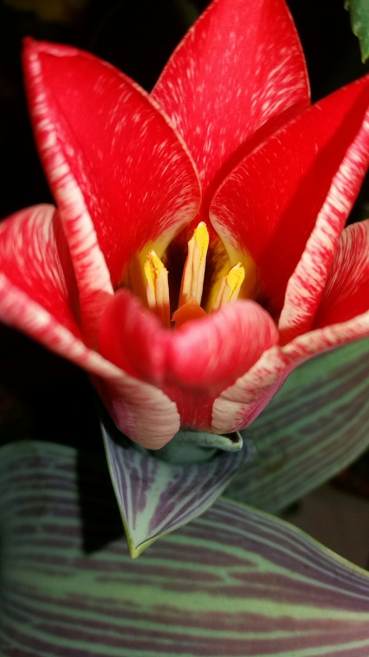 tulip
