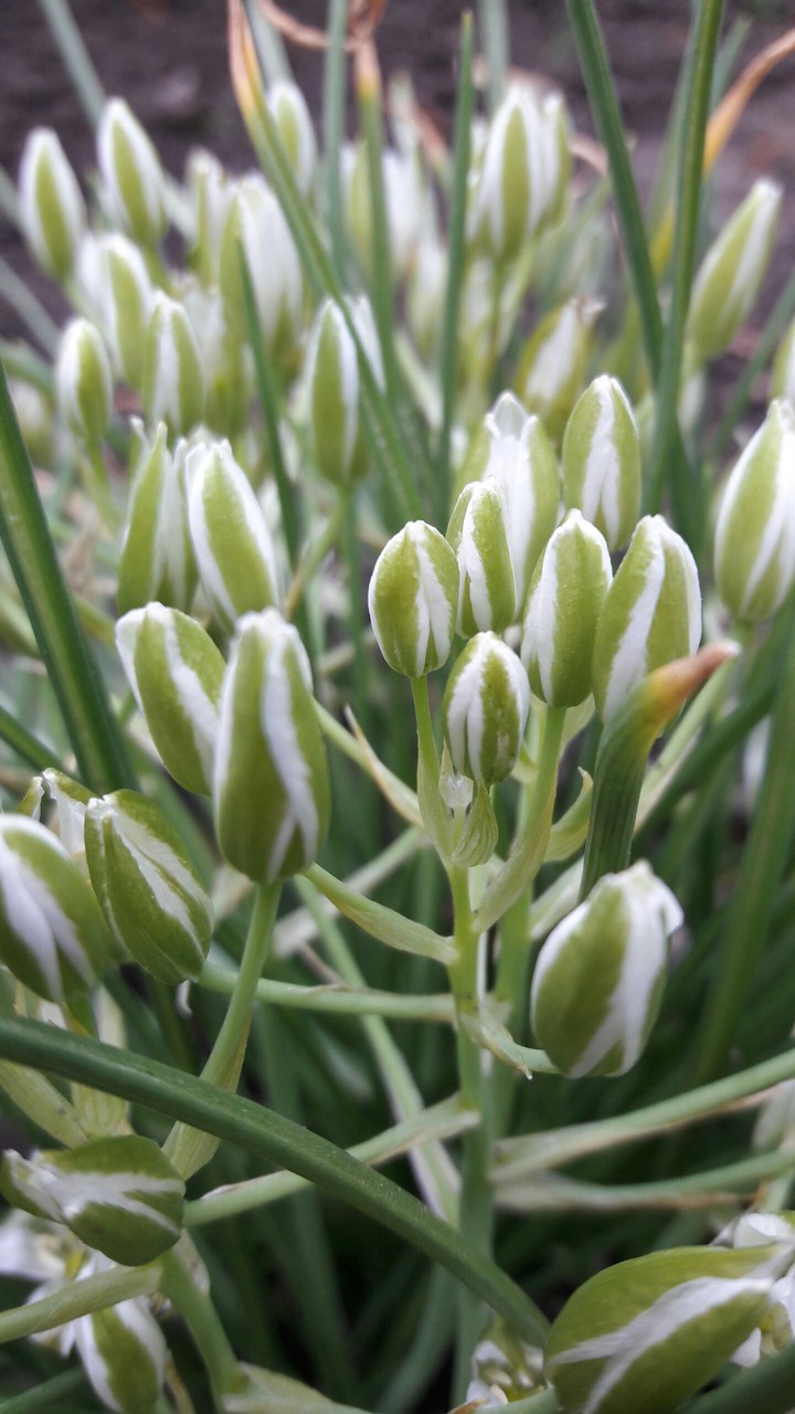 Forest flowers