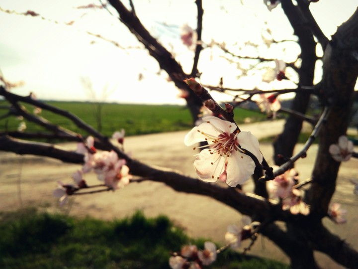 flower