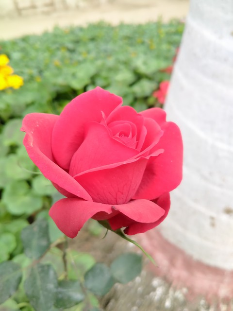 red rose