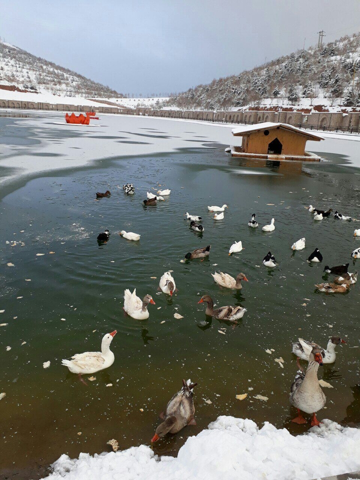 Tabriz 2018