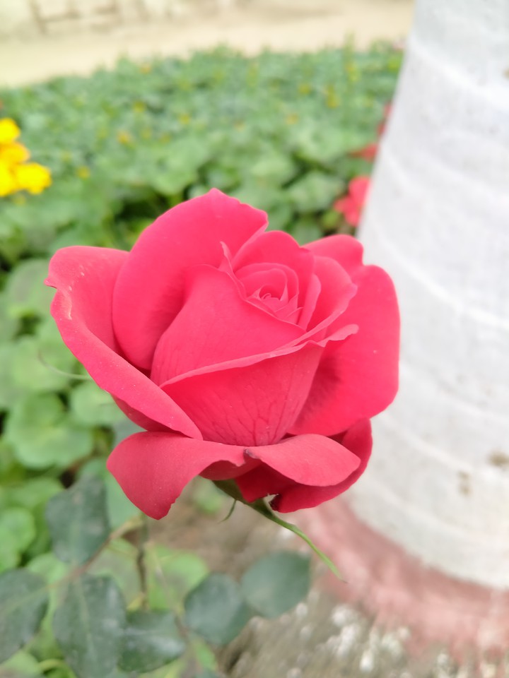 red rose