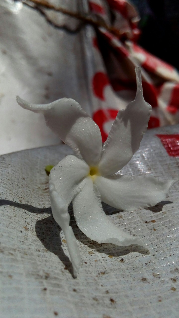 flower