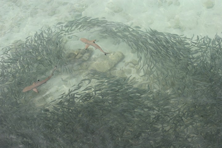Sea