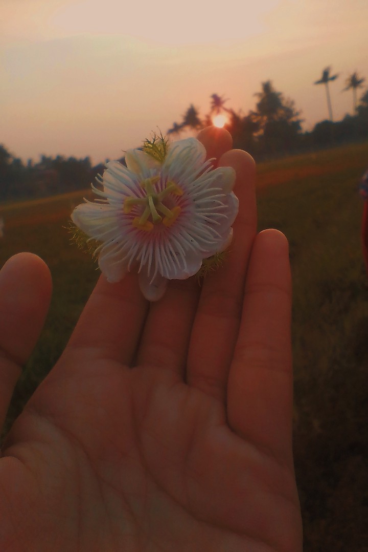 Flower