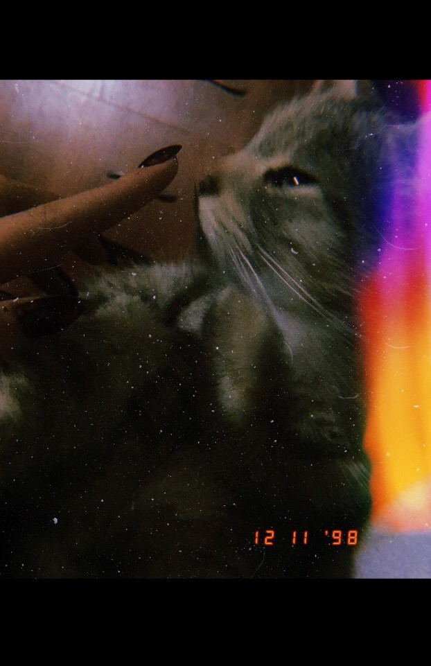 Котик