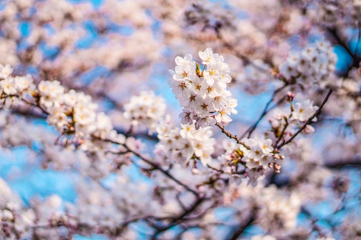 Cherry Blossom