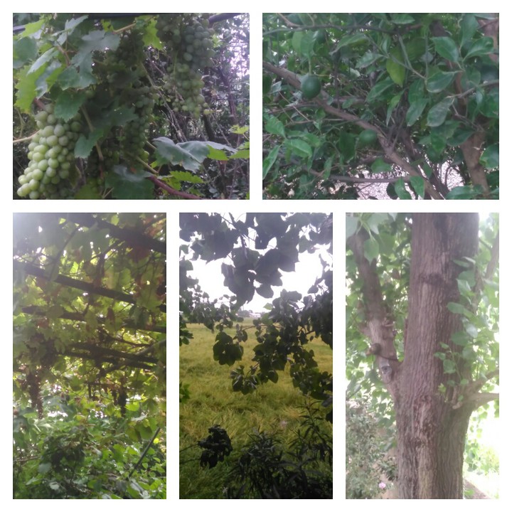 trees