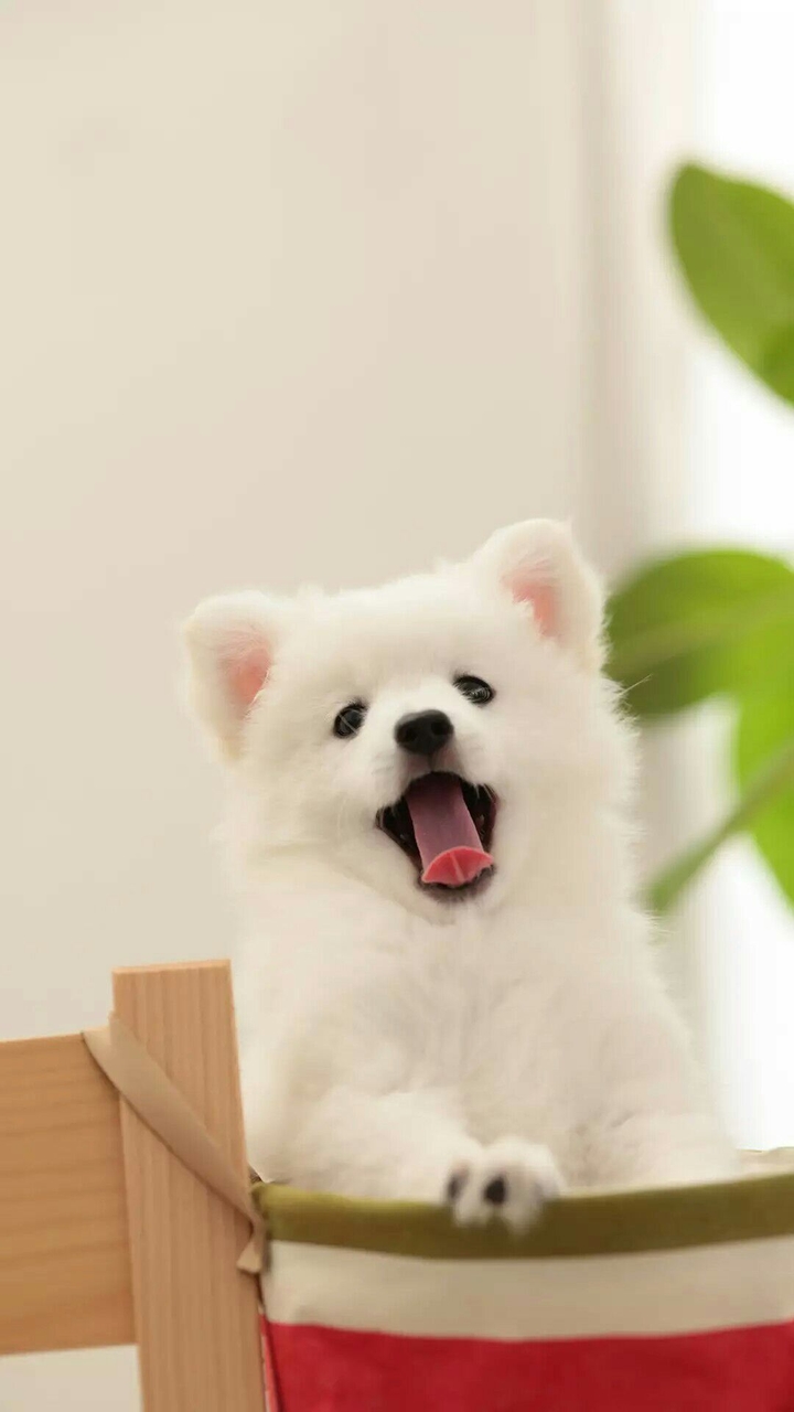 Funny Dog
