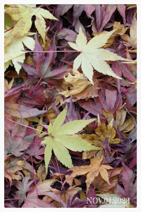 tapety deciduous, petal