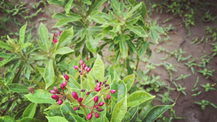 flowers