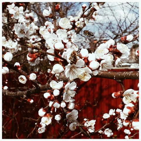 papéis de parede blossom, tree