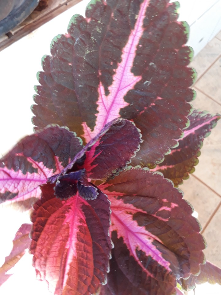 planta