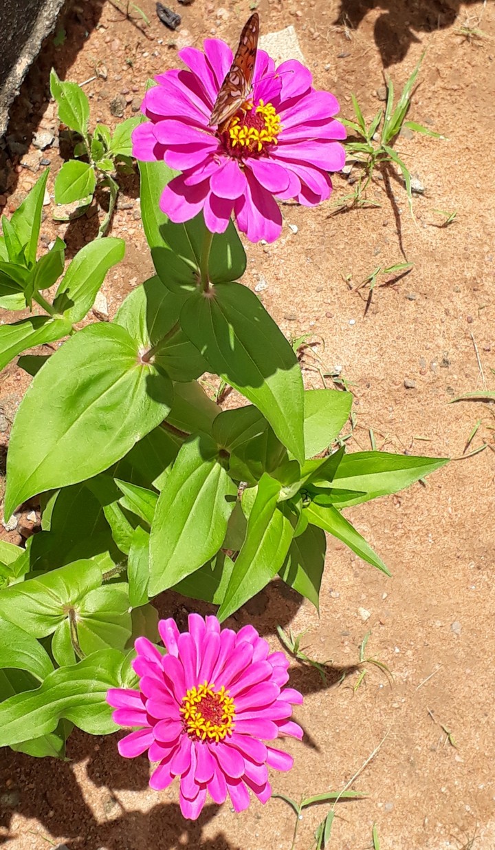 flores