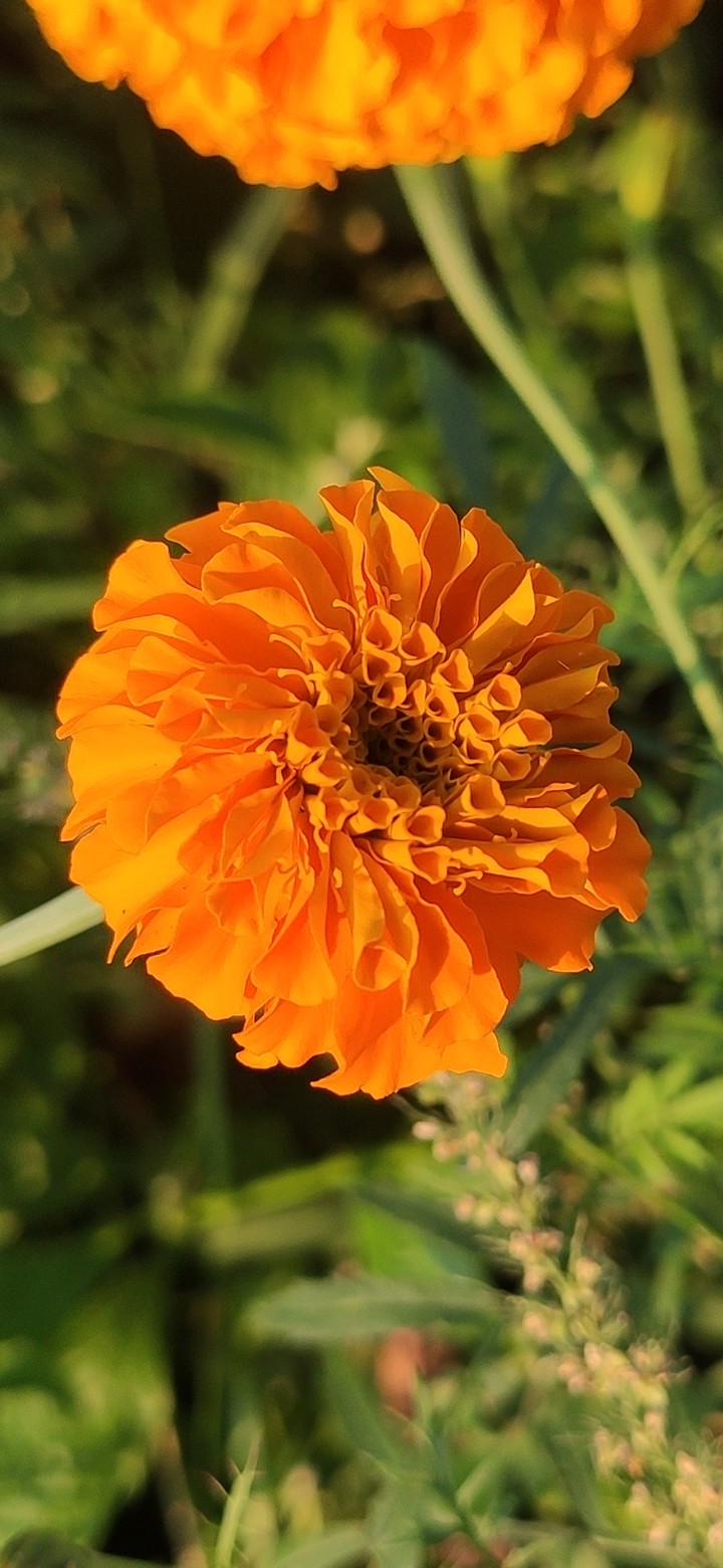 flower wallpaper