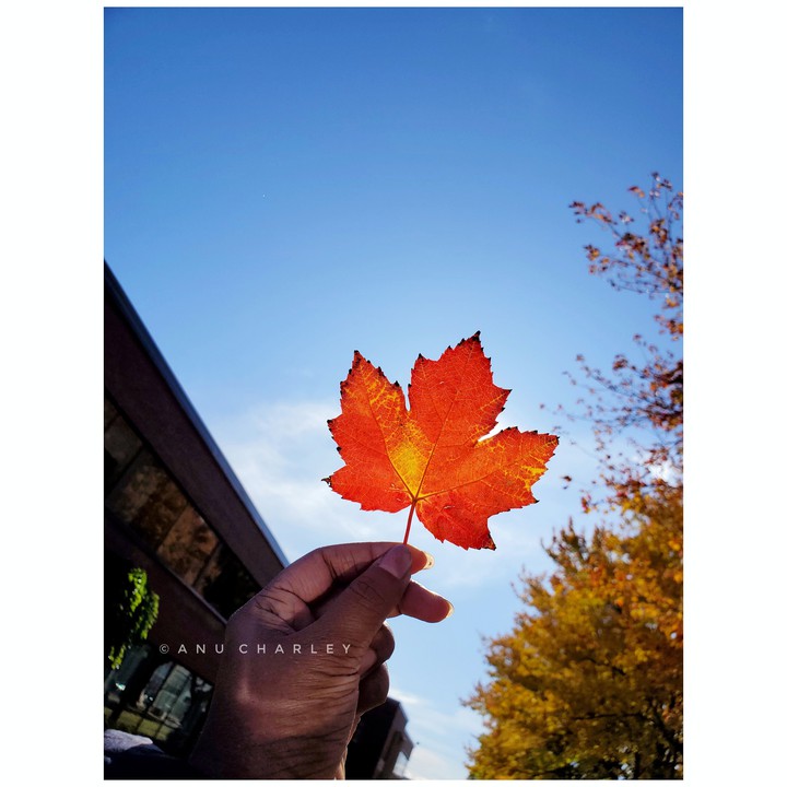 There is a subtle magic in the falling of old leaves.