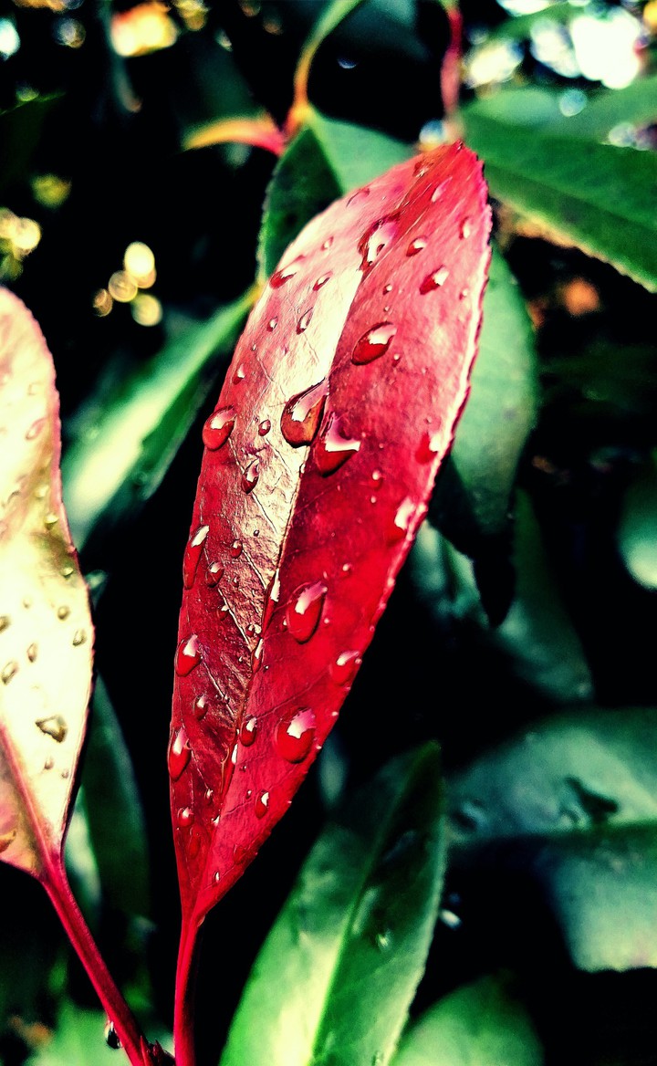 Herbst blätter