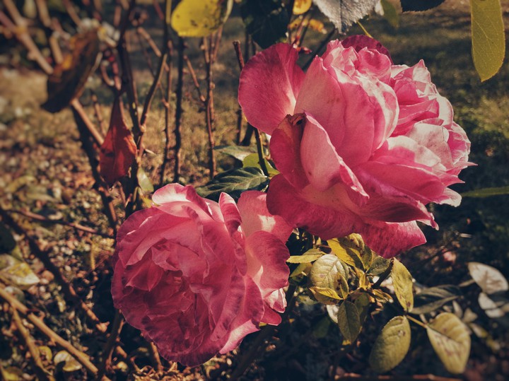 roses