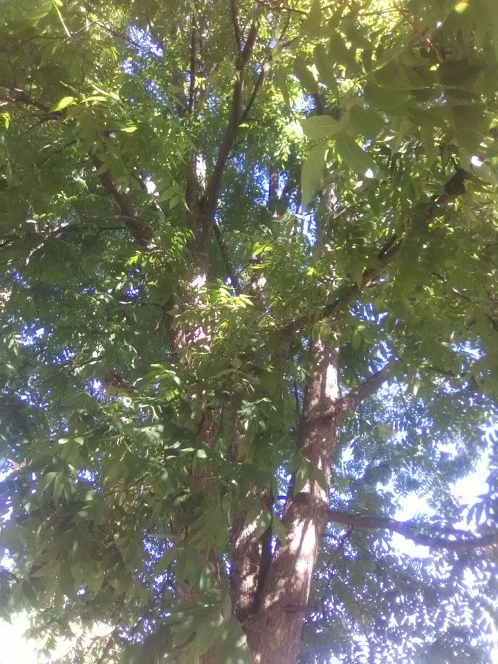Nature