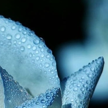 White Rose