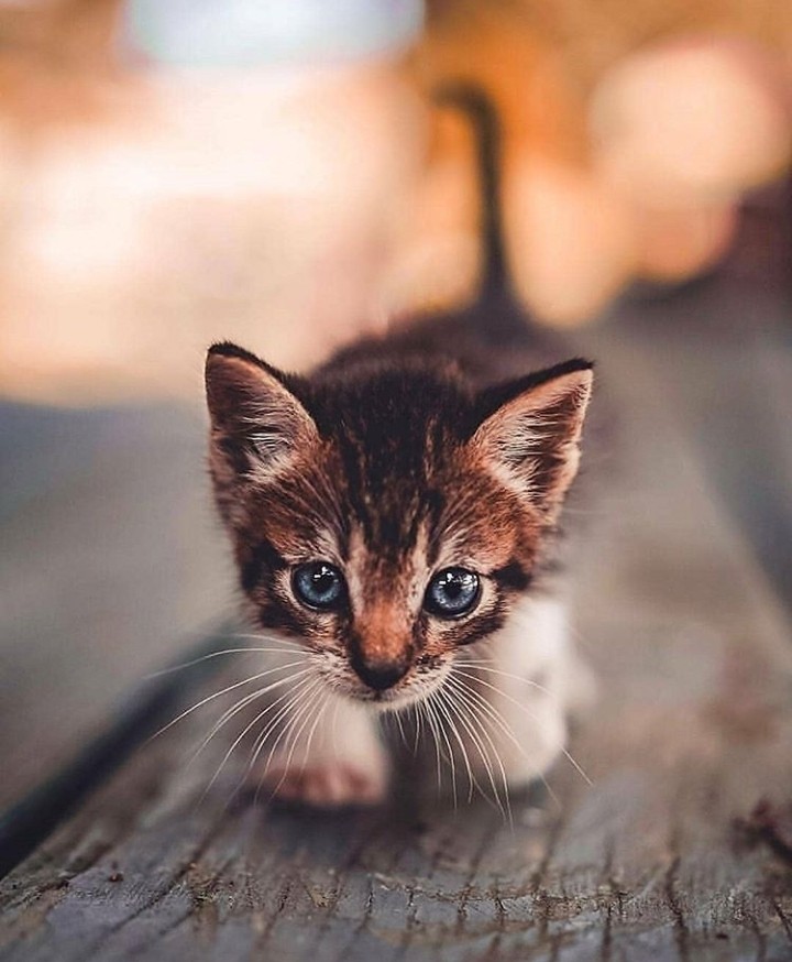 mikki