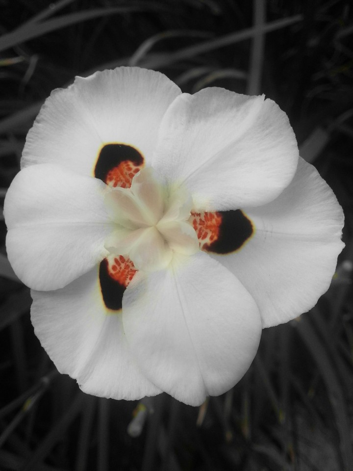 white flower