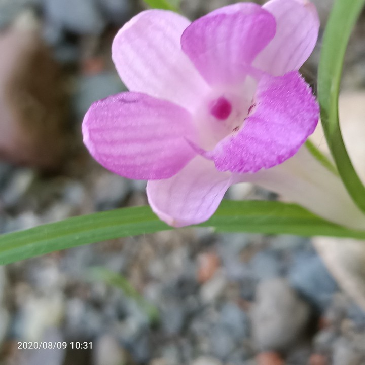 #mysweet