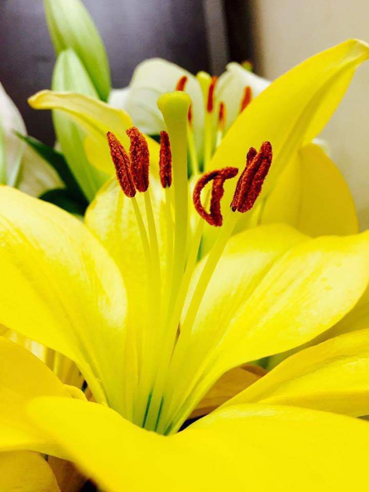 Lilies