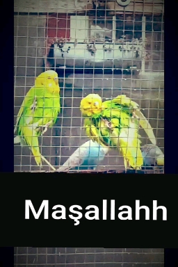 Muhabbet