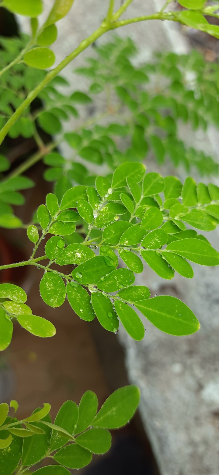Rain