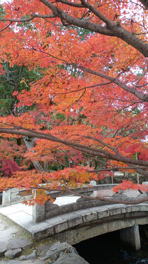 橋の上の紅 Autumn leaves on the bridge