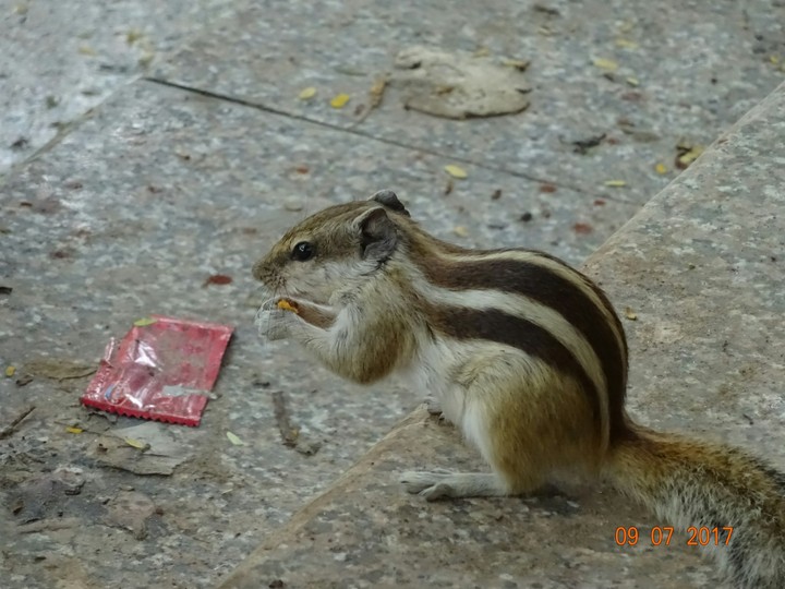 Squirrel
