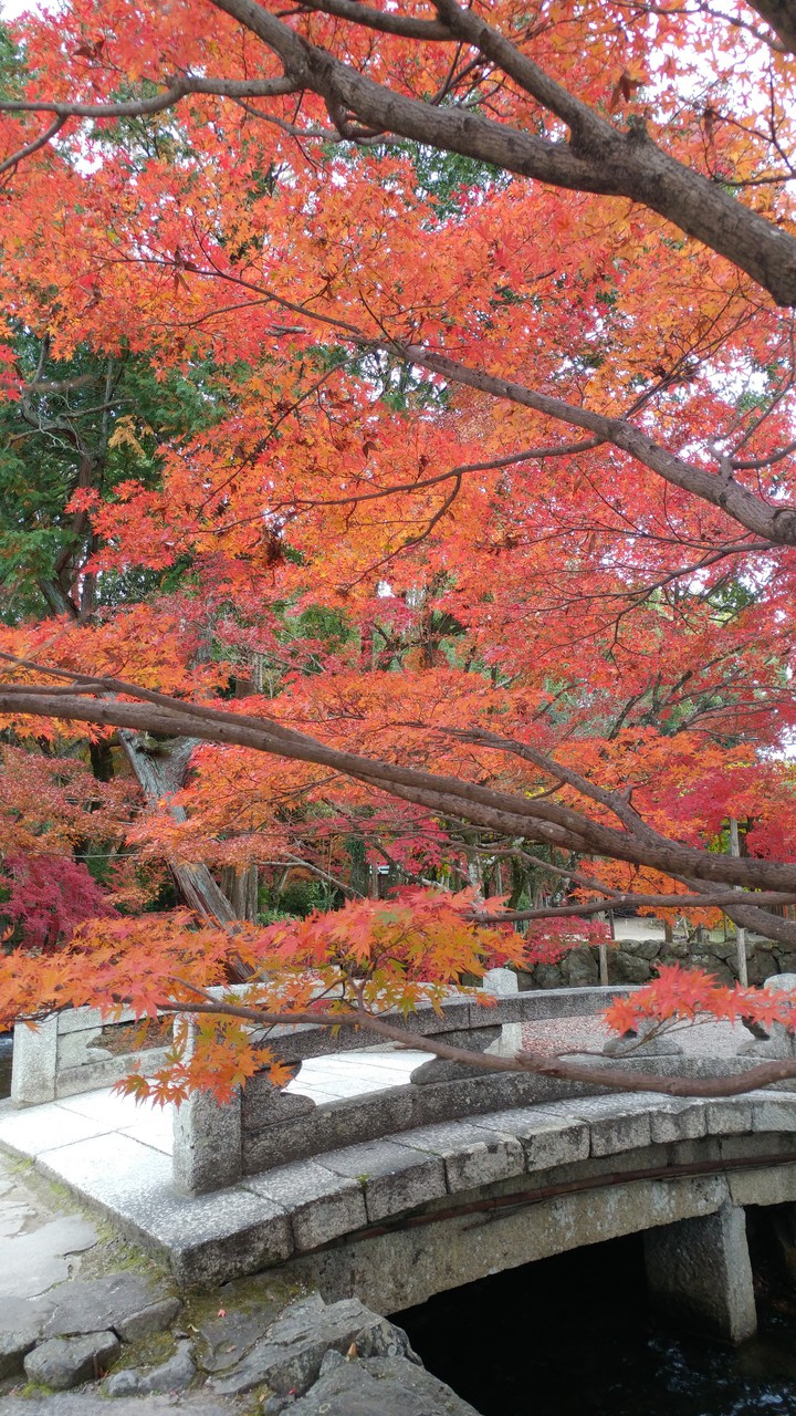 橋の上の紅 Autumn leaves on the bridge
