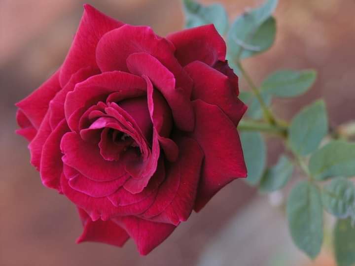 rose