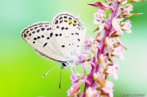 sfondi insect, arthropod
