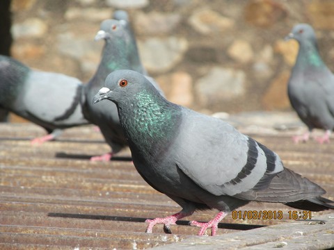 Pigeon