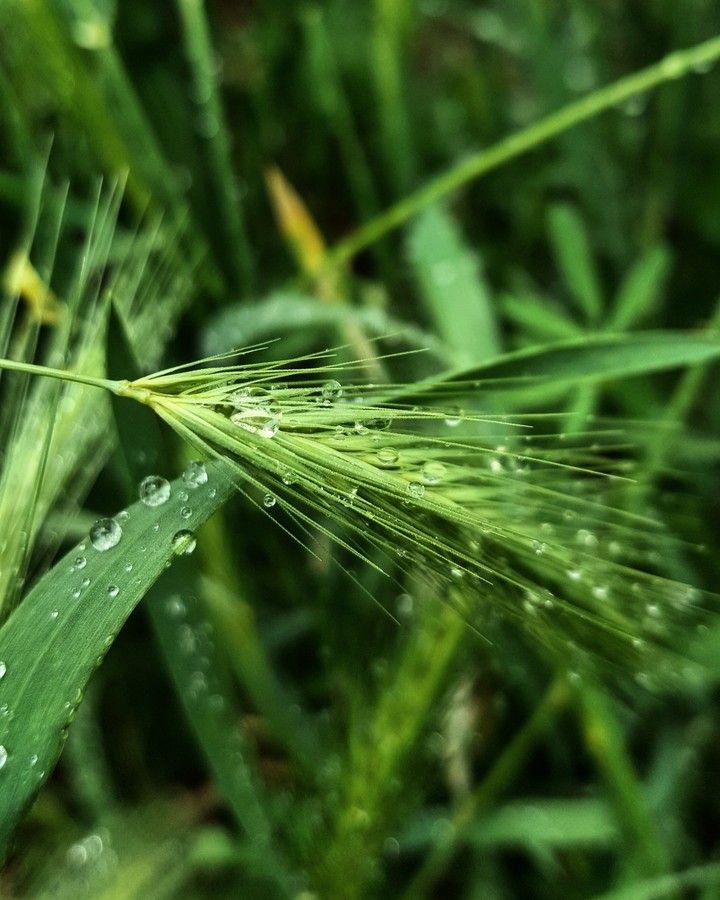 Drops...