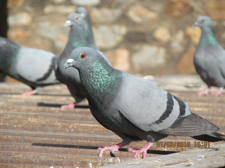 Pigeon