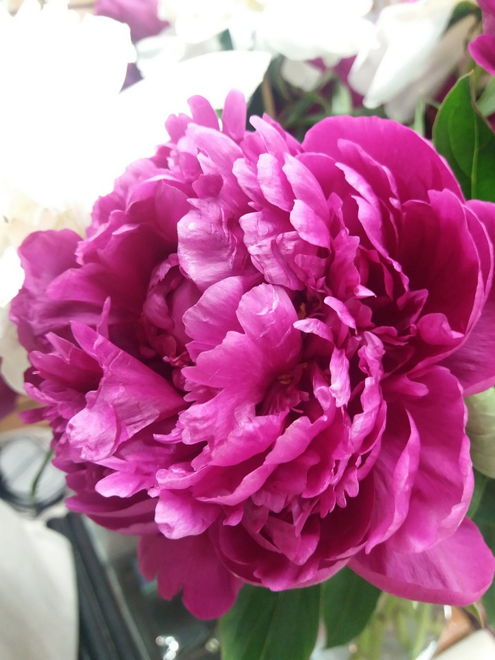 Peony