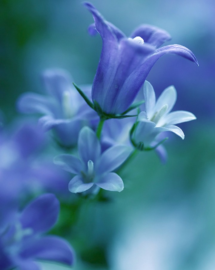 blue Bell