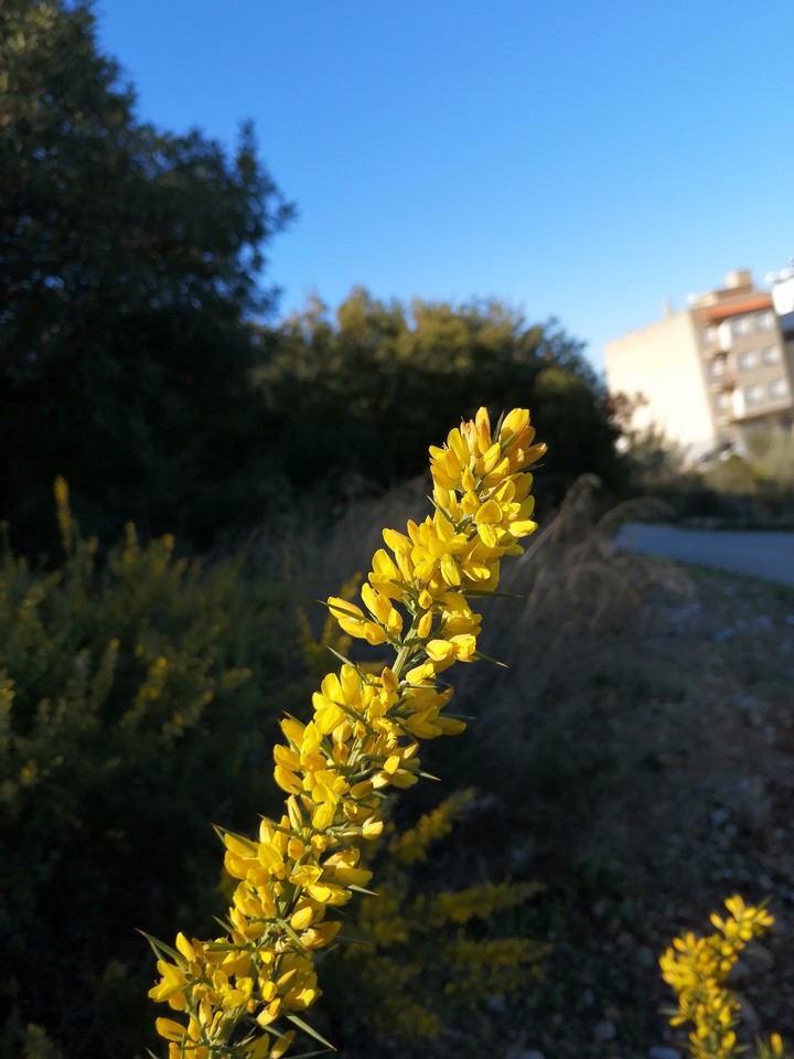 Yellow blossom