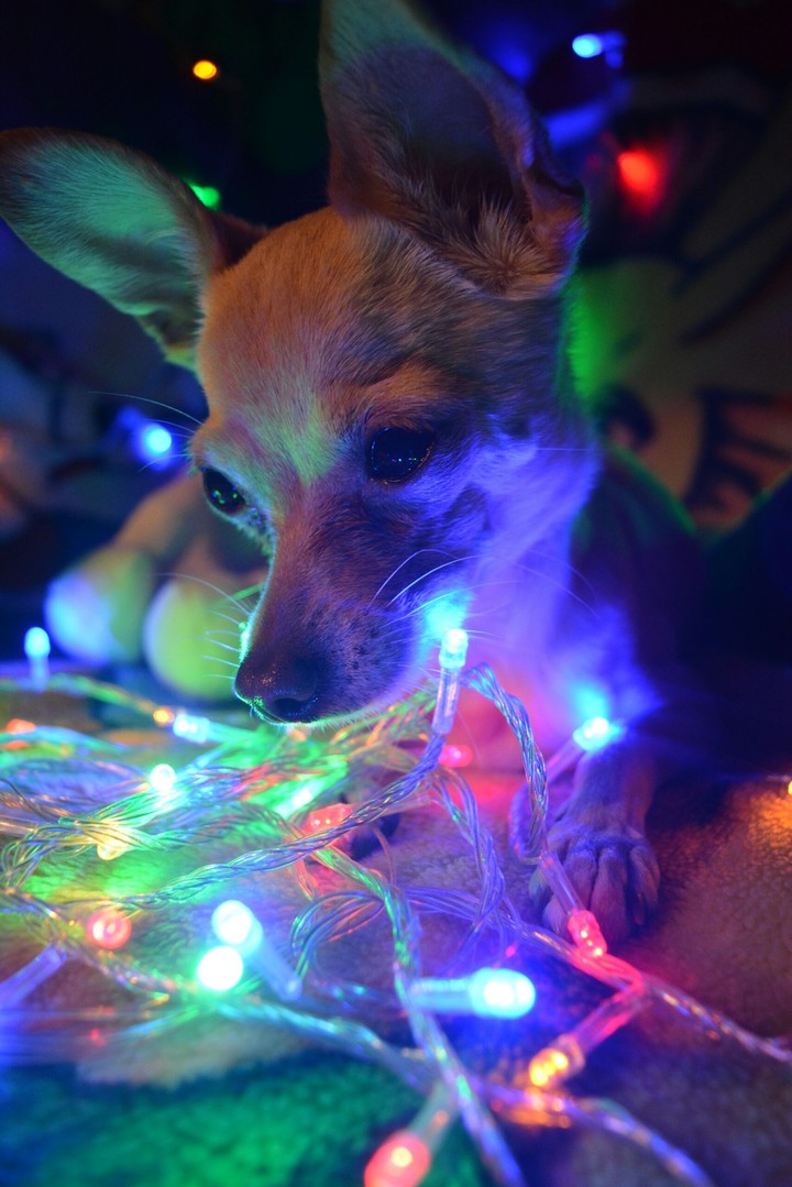 new year eve dog