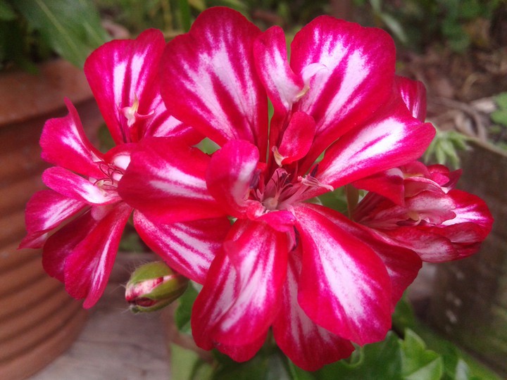 Flor