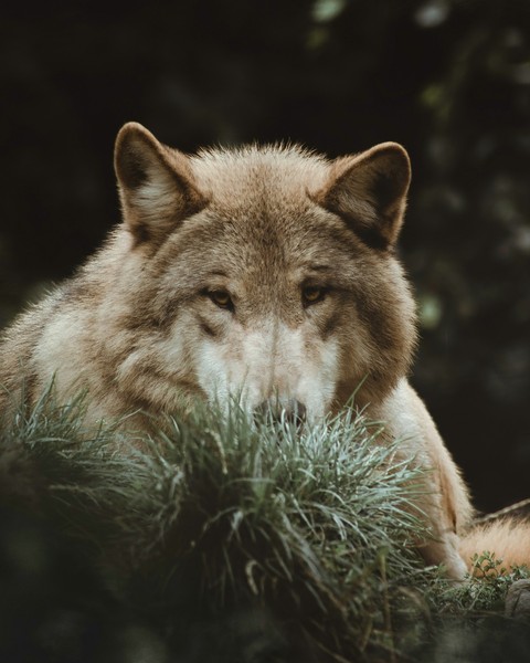 тапети dog, wildlife