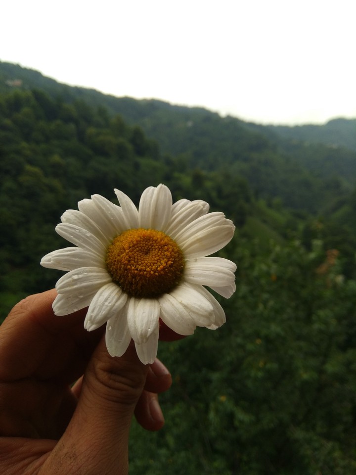 papatya