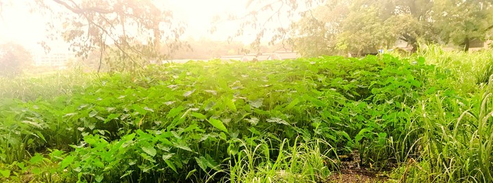 greens