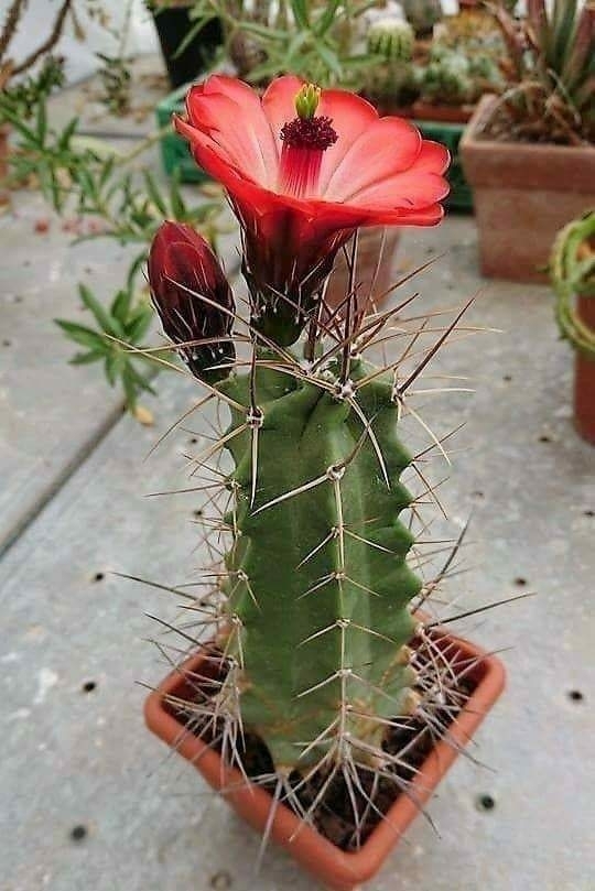 cacto